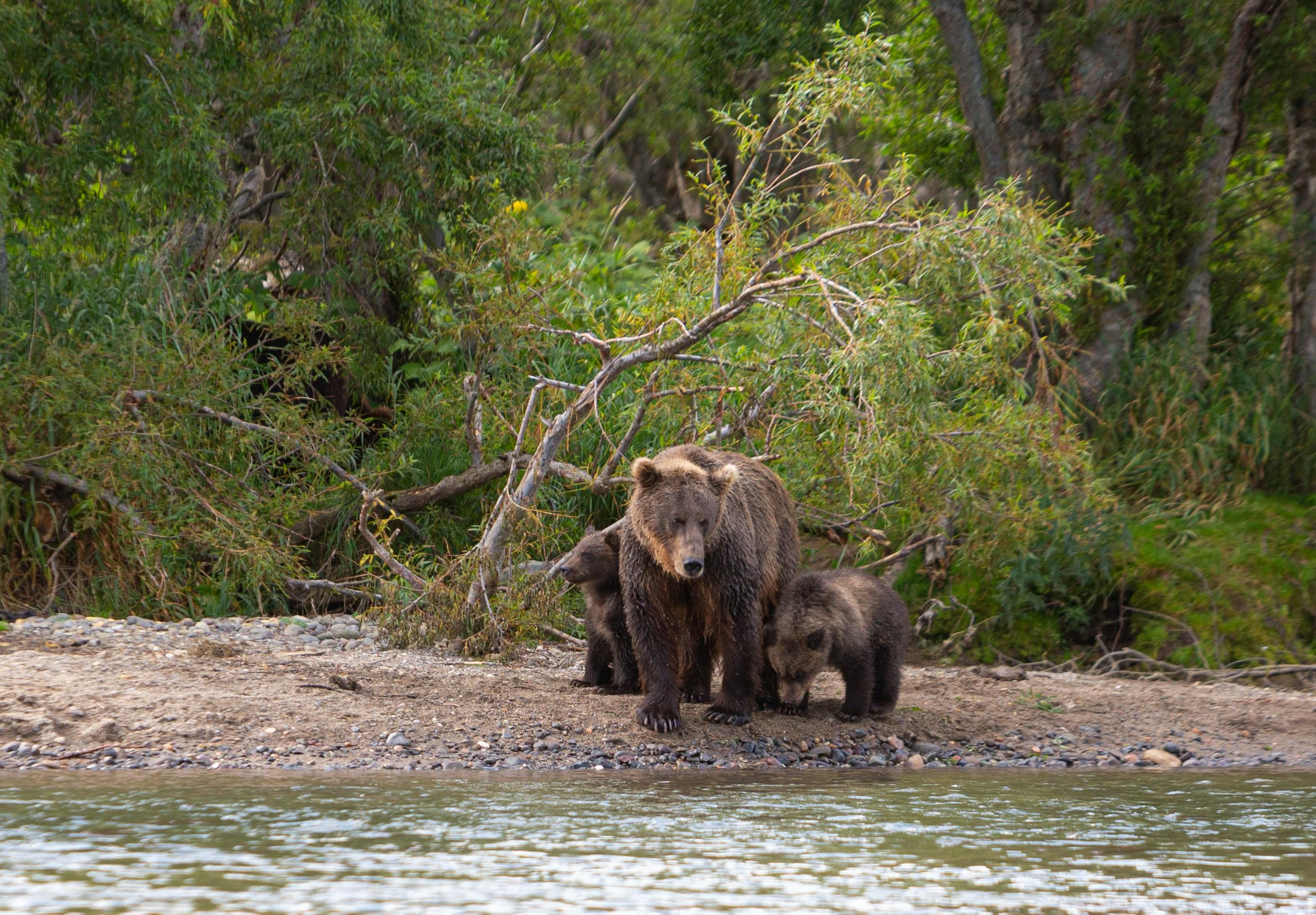 Picture of  a mother grizzly with her cubs by a body of water in the wilderness.